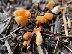 Cudonia spathulata