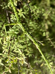 Acanthoxyla geisovii