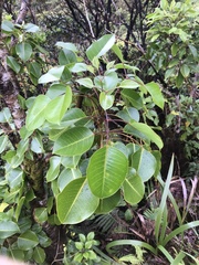 Cheirodendron trigynum