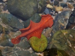 Phrikoceros baibaiye