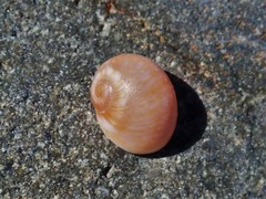 Natica pseustes