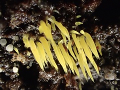 Mucronella flava