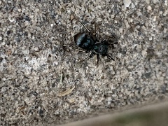 Chrysillini