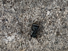 Chrysillini