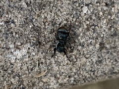 Chrysillini