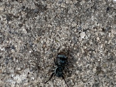 Chrysillini