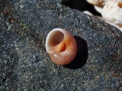 Natica pseustes