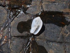 Austroginella translucida