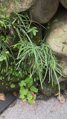 Pteris multifida