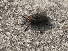 Diptera