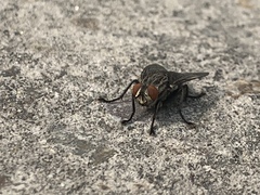 Diptera