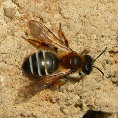 Andrena gravida