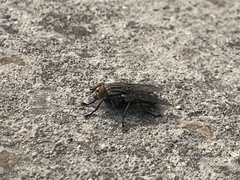 Diptera