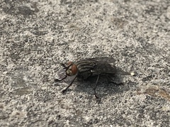 Diptera