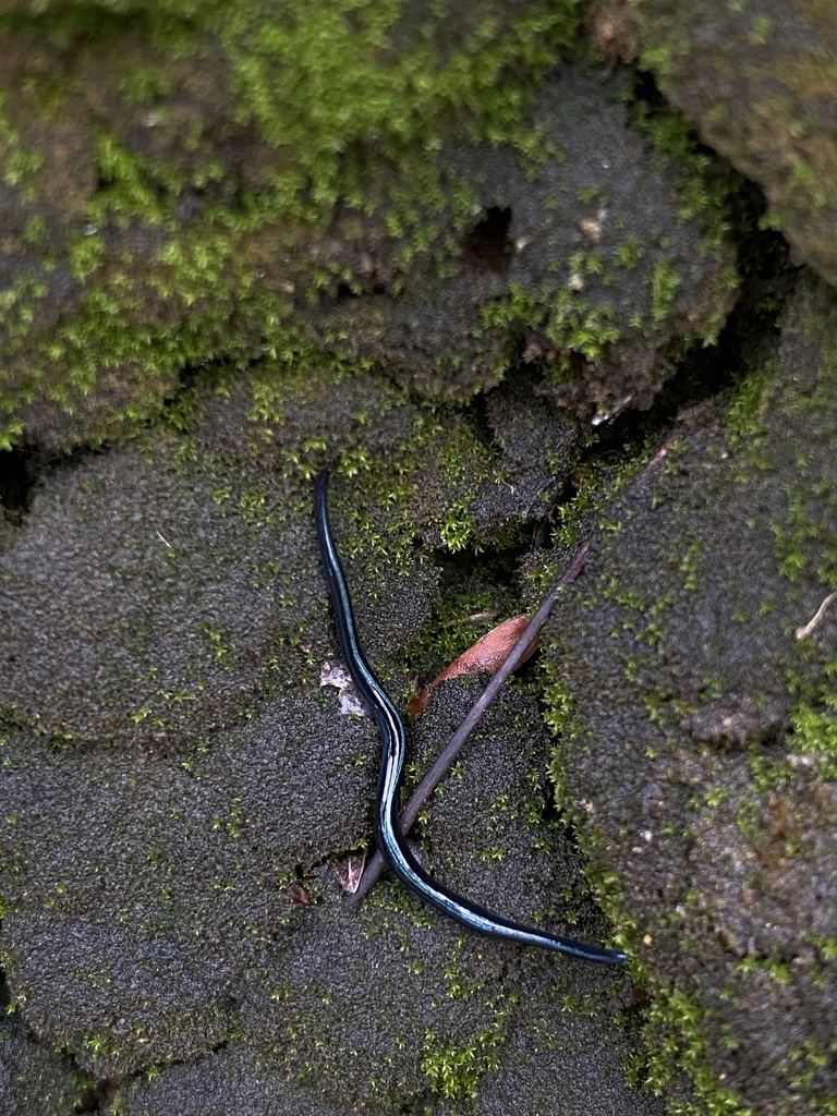 Parakontikia coxii