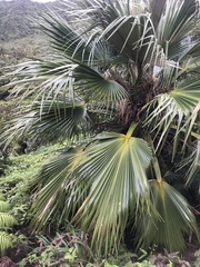 Pritchardia martii