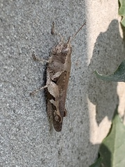 Orthoptera