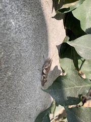 Orthoptera