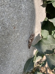 Orthoptera