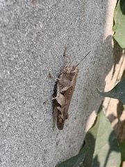 Orthoptera