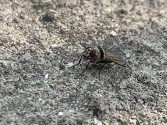 Muscidae