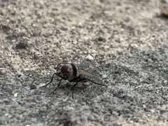 Muscidae