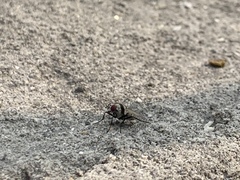 Muscidae