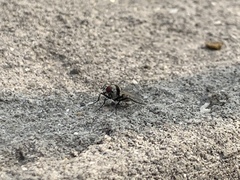 Muscidae