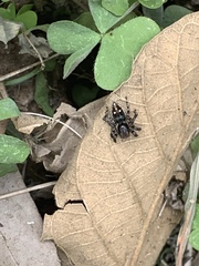 Stenaelurillus