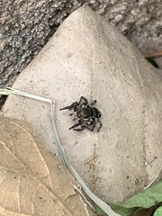 Stenaelurillus