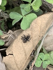 Stenaelurillus