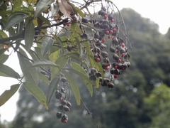 Ormosia semicastrata