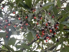 Ormosia semicastrata