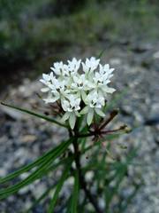 Asclepias angustifolia