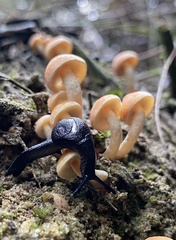 Helicarioninae