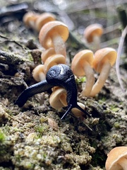 Helicarioninae