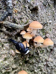 Helicarioninae