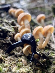 Helicarioninae