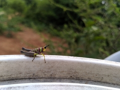 Pseudothericles jallae griffinii