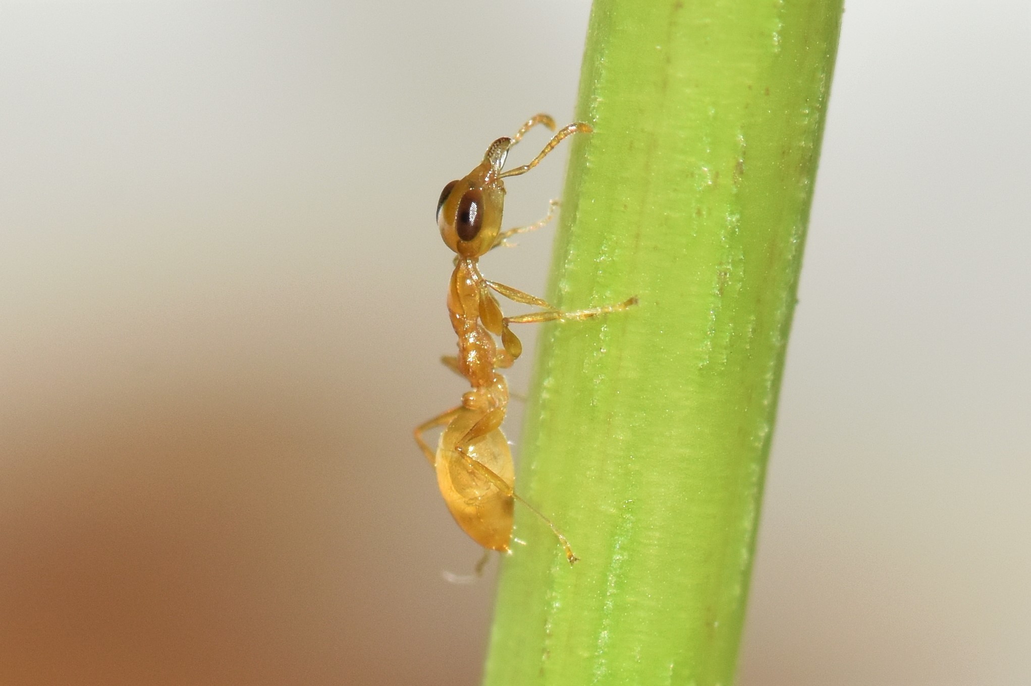 Gesomyrmex