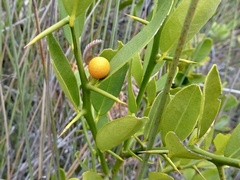 Citrus japonica