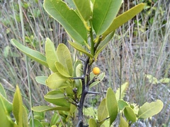 Citrus japonica