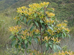 Ternstroemia luteoflora