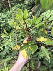 Cheirodendron trigynum