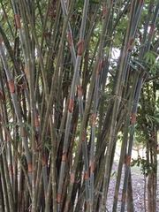 Schizostachyum pergracile