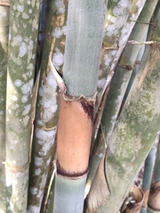 Schizostachyum pergracile