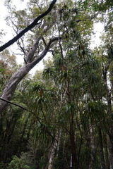 Dracophyllum elegantissimum