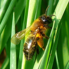 Andrena nigroaenea