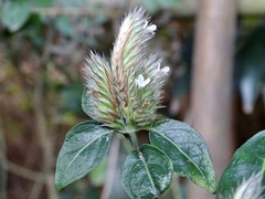 Lepidagathis incurva