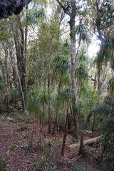 Dracophyllum elegantissimum